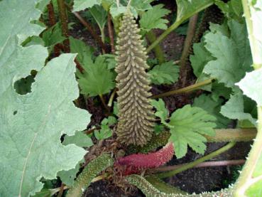 Blütenstand von Gunnera manicata