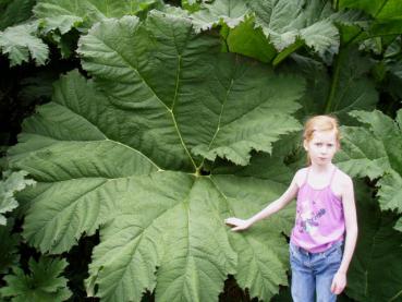 Das imposante Blatt von Gunnera manicata