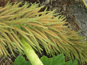 Blütenstand von Gunnera manicata