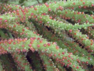 Detailaufnahme vom Blütestand: Gunnera manicata