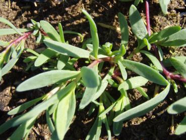 Gypsophila repens