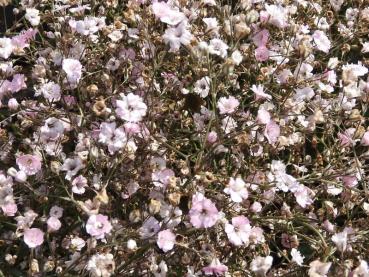 Gypsophila repens Rosea