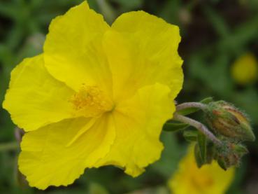 .Helianthemum Golden Queen