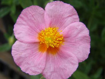 Helianthemum Lawrensons Pink in Blüte