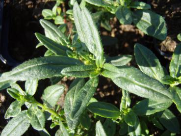 Helianthemum Rubin