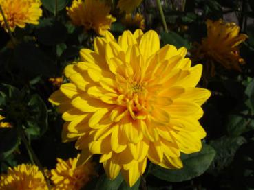 Sonnenblume, Stauden-Sonnenblume