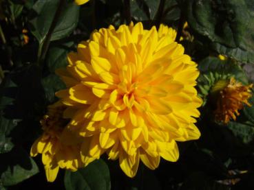 Sonnenblume, Stauden-Sonnenblume