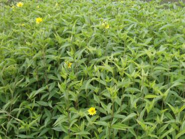 .Helianthus microcephalus Lemon Queen