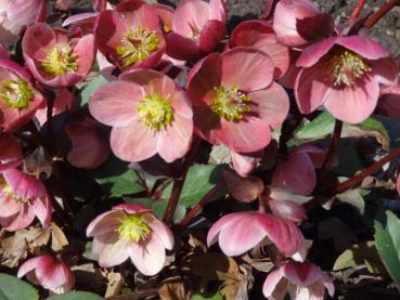 .Helleborus orientalis rot blühend