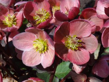 .Helleborus orientalis rot blühend