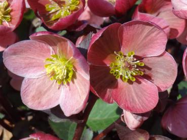 Detail der Blüte vom Frühlings-Nieswurz