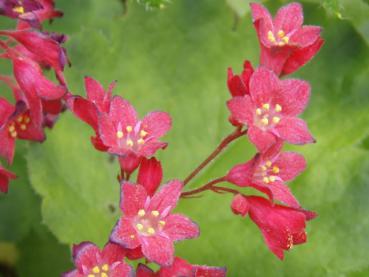 Heuchera sanguinea Leuchtkäfer