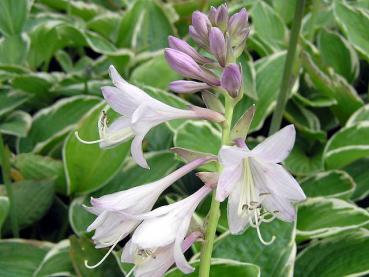 Blomsterfunkia Francee, Hosta fortunei Francee