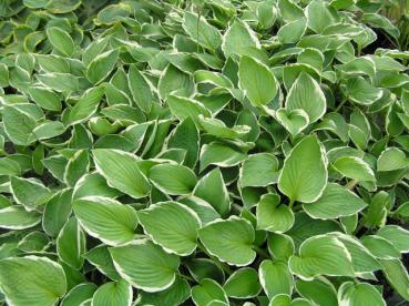 Blomsterfunkia Francee, Hosta fortunei Francee