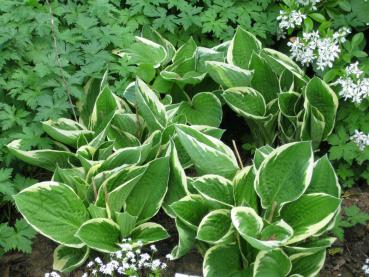 Blomsterfunkia Francee, Hosta fortunei Francee