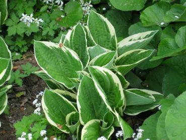 Blomsterfunkia Francee, Hosta fortunei Francee