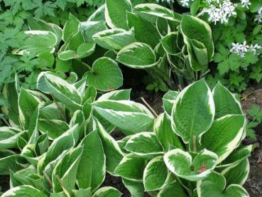 Blomsterfunkia Francee, Hosta fortunei Francee