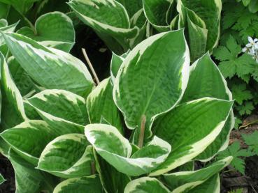 Blomsterfunkia Francee, Hosta fortunei Francee