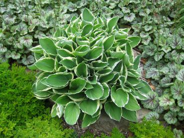 Blomsterfunkia Francee, Hosta fortunei Francee