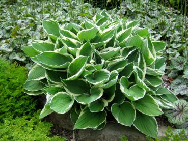 Blomsterfunkia Francee, Hosta fortunei Francee