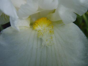 Detail der Blüte