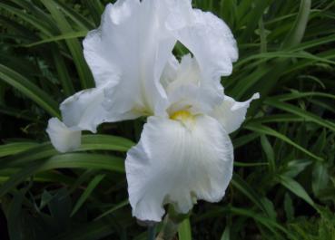 .Iris barbata elatior Cliffs of Dover, weiß