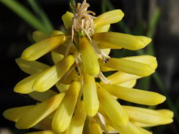 .Kniphofia praecox