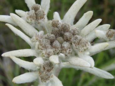 Detailaufnahme der Blüte von Leontopodium alpinum