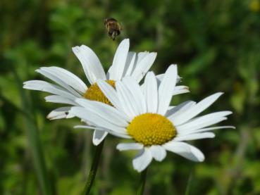 .Leucanthemum Gruppenstolz