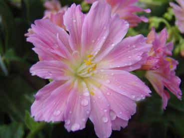 Lewisia cotyledon mit Blüten in rosa Farbtönen