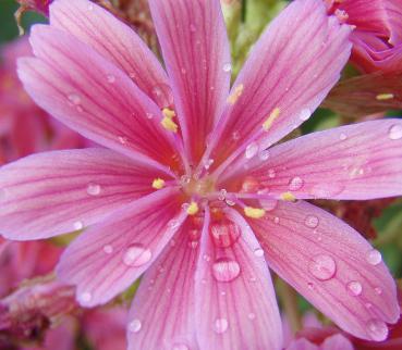 Lewisia cotyledon