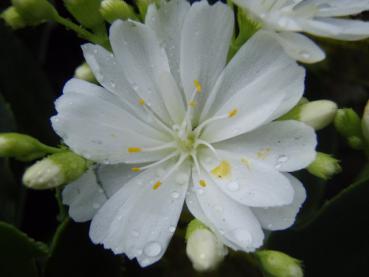 Manchmal blüht Lewisia cotyledon auch in weiß