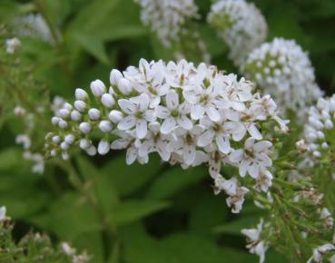 Nahaufnahme der Blüte von Lysimachia clethroides