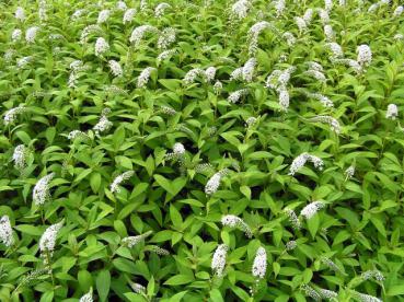 Lysimachia clethroides als flächige Bepflanzung