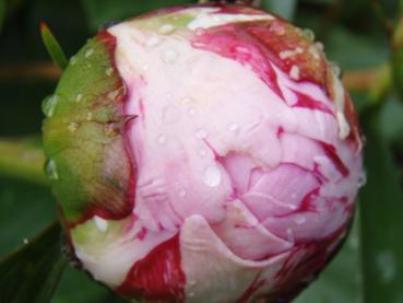 Pion Dr. Alexander Fleming, Paeonia lactiflora Dr. Alexander Fleming