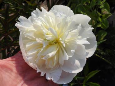 Paeonia lactiflora Duchess de Nemours, Pion Duchess de Nemours, Luktpion Duchess de Nemours