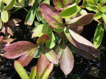 Paeonia officinalis Rubra Plena