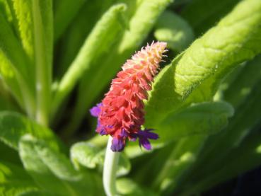 Knospige Blüte von Primula vialii