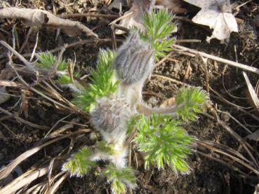 Pulsatilla vulgaris treibt im Frühjahr neu aus