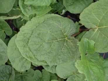 Rheum palmatum var. tanguticum