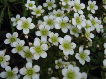 Blüte vom Saxifraga arendsii alba, Moos Steinbrech