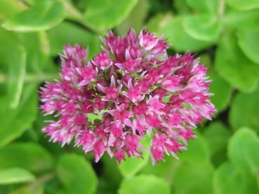 Sedum telephium Herbstfreude - rosa Blüte