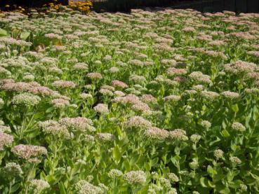 Fettblatt, Hohes Fettblatt Herbstfreude als Bodendecker