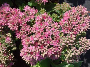 Rosa Blüten der Sedum telephium Herbstfreude