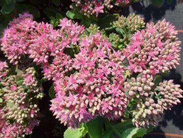 Rosablühendes Sedum telephium Herbstfreude