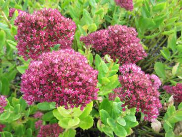 Sedum telephium Herbstfreude verfärbt sich im Herbst pink bis rot