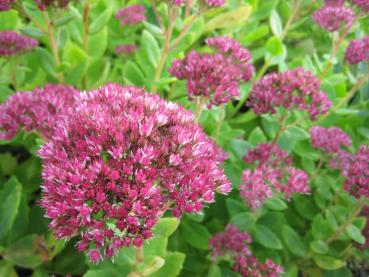 Sedum telephium Herbstfreude ist auch bei Bienen beliebt.