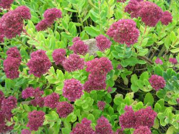 Sedum telephium Herbstfreude blüht im Spätsommer.