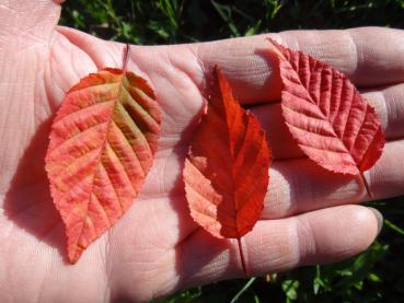 Prächtiges Herbstlaub bei Carpinus laxiflora