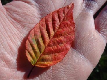 Die Lockerblütige Weißbuche in farbenfroher roter Herbstfärbung